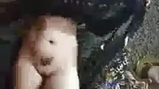 رقص مصرى رقص مصرى رقص مصرى